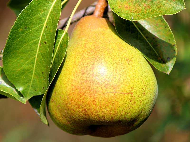Груша купить саженцы из питомника {2}